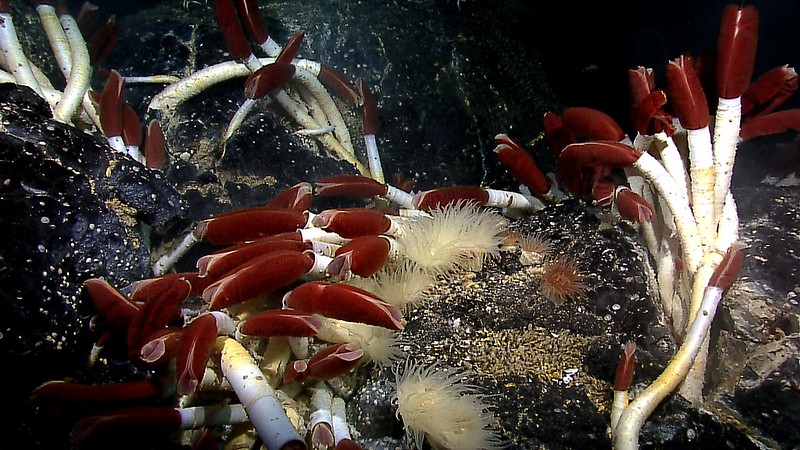 Deep Ocean Volcanic Vent Community